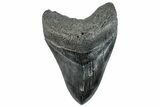 Fossil Megalodon Tooth - South Carolina #293904-1